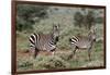 Plains zebra, Equus quagga, Tsavo, Kenya.-Sergio Pitamitz-Framed Photographic Print