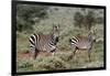 Plains zebra, Equus quagga, Tsavo, Kenya.-Sergio Pitamitz-Framed Photographic Print