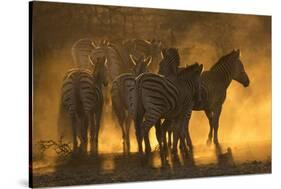 Plains zebra (Equus quagga), Zimanga private game reserve, KwaZulu-Natal, South Africa, Africa-Ann and Steve Toon-Stretched Canvas