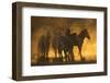 Plains zebra (Equus quagga), Zimanga private game reserve, KwaZulu-Natal, South Africa, Africa-Ann and Steve Toon-Framed Premium Photographic Print