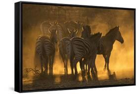 Plains zebra (Equus quagga), Zimanga private game reserve, KwaZulu-Natal, South Africa, Africa-Ann and Steve Toon-Framed Stretched Canvas