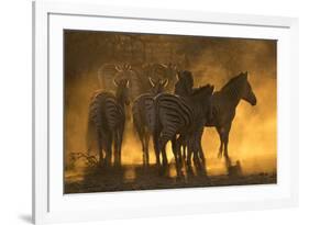 Plains zebra (Equus quagga), Zimanga private game reserve, KwaZulu-Natal, South Africa, Africa-Ann and Steve Toon-Framed Photographic Print