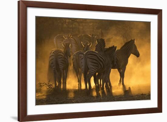 Plains zebra (Equus quagga), Zimanga private game reserve, KwaZulu-Natal, South Africa, Africa-Ann and Steve Toon-Framed Photographic Print