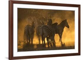 Plains zebra (Equus quagga), Zimanga private game reserve, KwaZulu-Natal, South Africa, Africa-Ann and Steve Toon-Framed Photographic Print