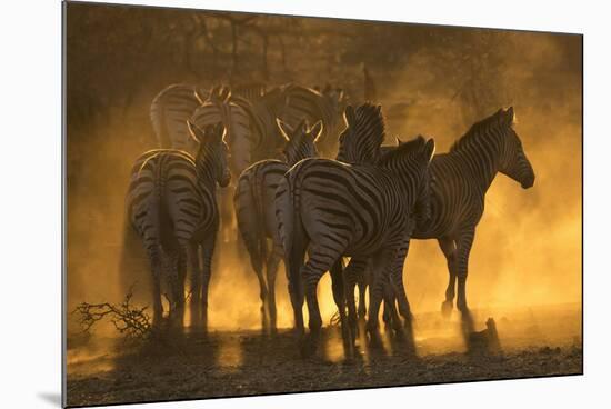 Plains zebra (Equus quagga), Zimanga private game reserve, KwaZulu-Natal, South Africa, Africa-Ann and Steve Toon-Mounted Photographic Print