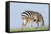 Plains Zebra Female with Foal-null-Framed Stretched Canvas