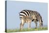 Plains Zebra Female with Foal-null-Stretched Canvas