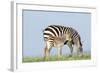 Plains Zebra Female with Foal-null-Framed Photographic Print