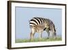 Plains Zebra Female with Foal-null-Framed Photographic Print