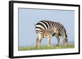 Plains Zebra Female with Foal-null-Framed Photographic Print