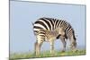 Plains Zebra Female with Foal-null-Mounted Photographic Print