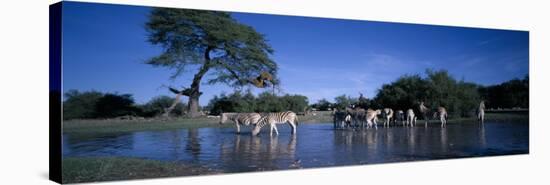 Plains Zebra Herd, Etosha National Park, Namibia-Paul Souders-Stretched Canvas