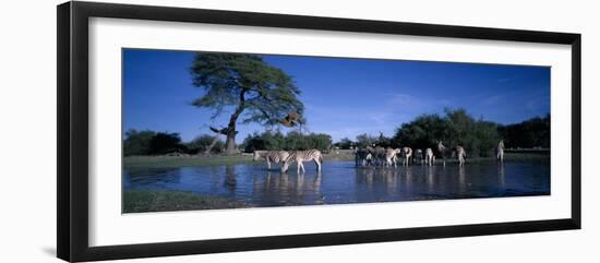 Plains Zebra Herd, Etosha National Park, Namibia-Paul Souders-Framed Premium Photographic Print