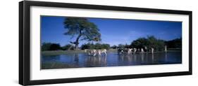 Plains Zebra Herd, Etosha National Park, Namibia-Paul Souders-Framed Premium Photographic Print