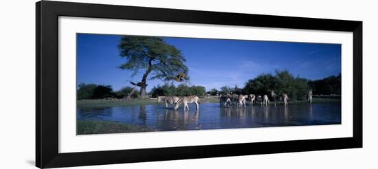 Plains Zebra Herd, Etosha National Park, Namibia-Paul Souders-Framed Photographic Print