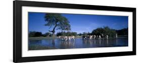 Plains Zebra Herd, Etosha National Park, Namibia-Paul Souders-Framed Photographic Print