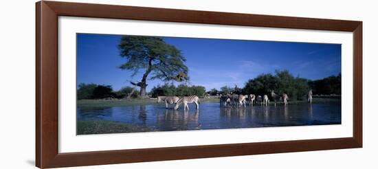 Plains Zebra Herd, Etosha National Park, Namibia-Paul Souders-Framed Photographic Print