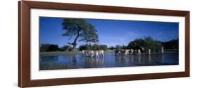 Plains Zebra Herd, Etosha National Park, Namibia-Paul Souders-Framed Photographic Print