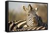 Plains Zebra Herd, Moremi Game Reserve, Botswana-Paul Souders-Framed Stretched Canvas