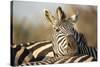 Plains Zebra Herd, Moremi Game Reserve, Botswana-Paul Souders-Stretched Canvas