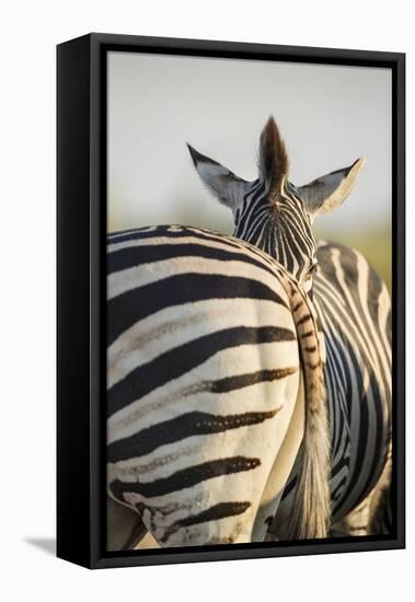 Plains Zebra Herd, Moremi Game Reserve, Botswana-Paul Souders-Framed Stretched Canvas