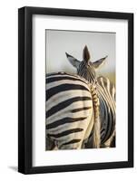Plains Zebra Herd, Moremi Game Reserve, Botswana-Paul Souders-Framed Photographic Print