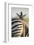 Plains Zebra Herd, Moremi Game Reserve, Botswana-Paul Souders-Framed Photographic Print