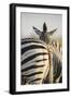 Plains Zebra Herd, Moremi Game Reserve, Botswana-Paul Souders-Framed Photographic Print