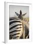 Plains Zebra Herd, Moremi Game Reserve, Botswana-Paul Souders-Framed Photographic Print