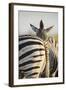 Plains Zebra Herd, Moremi Game Reserve, Botswana-Paul Souders-Framed Photographic Print