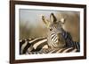 Plains Zebra Herd, Moremi Game Reserve, Botswana-Paul Souders-Framed Photographic Print