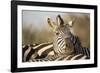 Plains Zebra Herd, Moremi Game Reserve, Botswana-Paul Souders-Framed Photographic Print