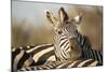 Plains Zebra Herd, Moremi Game Reserve, Botswana-Paul Souders-Mounted Photographic Print