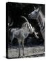 Plains Zebra Kicks, Etosha National Park, Namibia-Paul Souders-Stretched Canvas