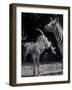 Plains Zebra Kicks, Etosha National Park, Namibia-Paul Souders-Framed Photographic Print