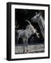 Plains Zebra Kicks, Etosha National Park, Namibia-Paul Souders-Framed Photographic Print