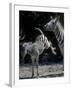 Plains Zebra Kicks, Etosha National Park, Namibia-Paul Souders-Framed Photographic Print