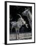 Plains Zebra Kicks, Etosha National Park, Namibia-Paul Souders-Framed Photographic Print