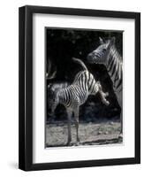 Plains Zebra Kicks, Etosha National Park, Namibia-Paul Souders-Framed Photographic Print