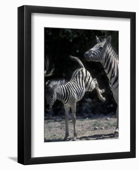 Plains Zebra Kicks, Etosha National Park, Namibia-Paul Souders-Framed Photographic Print