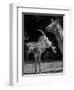 Plains Zebra Kicks, Etosha National Park, Namibia-Paul Souders-Framed Photographic Print