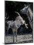 Plains Zebra Kicks, Etosha National Park, Namibia-Paul Souders-Mounted Photographic Print