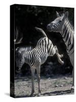 Plains Zebra Kicks, Etosha National Park, Namibia-Paul Souders-Stretched Canvas