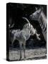 Plains Zebra Kicks, Etosha National Park, Namibia-Paul Souders-Stretched Canvas