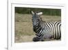 Plains zebra, Lake Nakuru National Park, Kenya.-Sergio Pitamitz-Framed Photographic Print