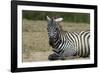 Plains zebra, Lake Nakuru National Park, Kenya.-Sergio Pitamitz-Framed Photographic Print