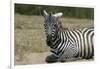 Plains zebra, Lake Nakuru National Park, Kenya.-Sergio Pitamitz-Framed Photographic Print