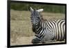 Plains zebra, Lake Nakuru National Park, Kenya.-Sergio Pitamitz-Framed Photographic Print