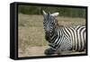 Plains zebra, Lake Nakuru National Park, Kenya.-Sergio Pitamitz-Framed Stretched Canvas