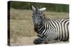 Plains zebra, Lake Nakuru National Park, Kenya.-Sergio Pitamitz-Stretched Canvas